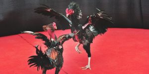 Đá gà cựa tròn tại DA88: Cược đỉnh cao với cơ hội thắng lớn