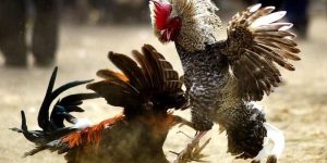 Ưu điểm nổi bật khi tham gia chơi đá gá đòn 